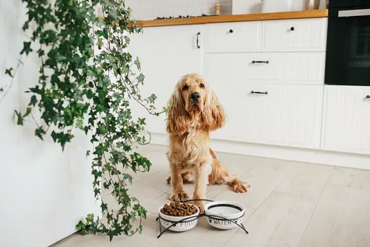 hund-in-der-kueche